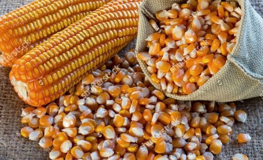 fpocorn